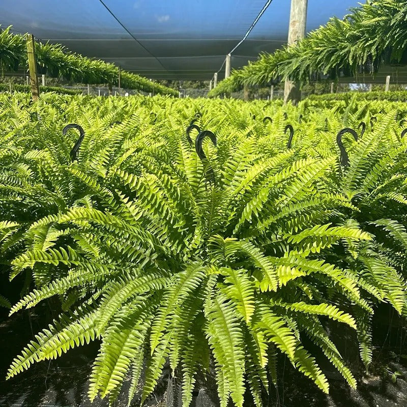 🌲Large UV Resistant Artificial Ferns for Outdoors--No Watering, No Fading-edition