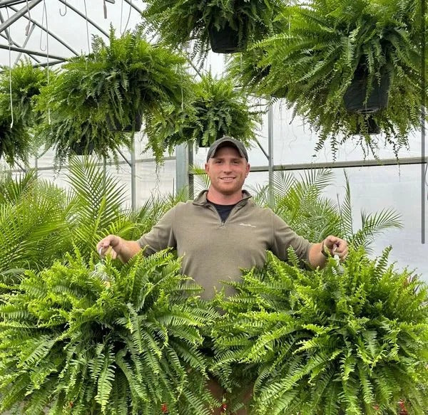 🌲Large UV Resistant Artificial Ferns for Outdoors--No Watering, No Fading-edition