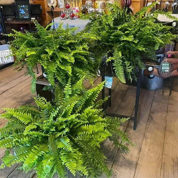 🌲Large UV Resistant Artificial Ferns for Outdoors--No Watering, No Fading-edition